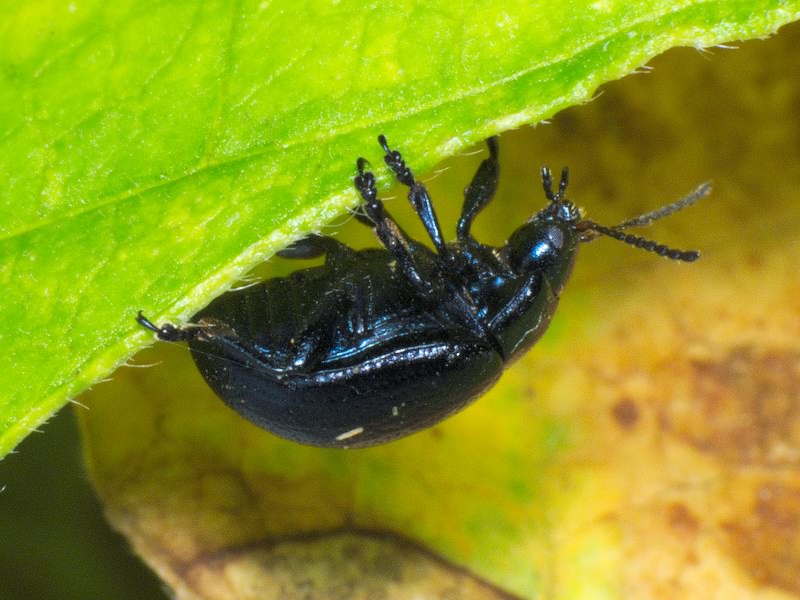 Chrysolina haemoptera (Linnaeus, 1758)